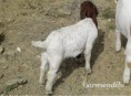 /album/fotogaleria-rort/cabras-boer-rort3-jpg/